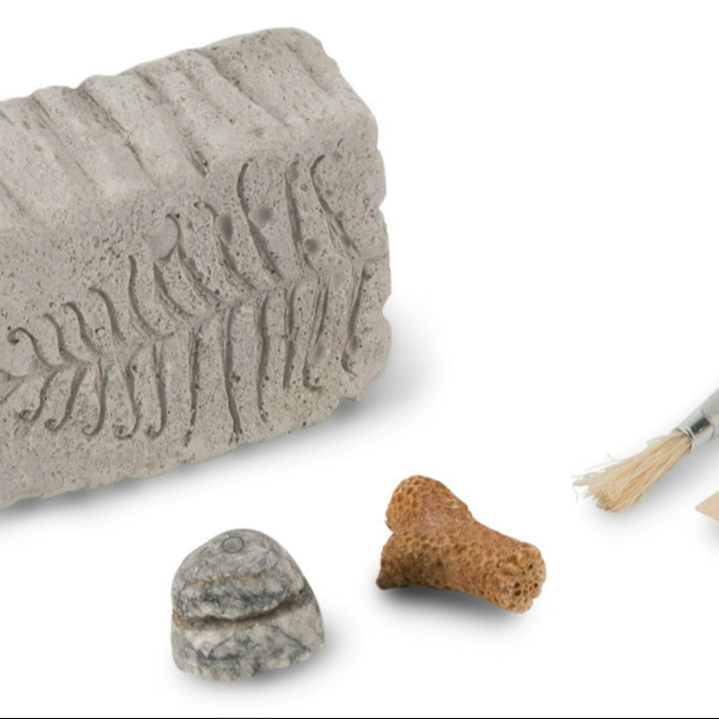 Heebie Jeebies | Fossil Dig | Mini Paleo Kit